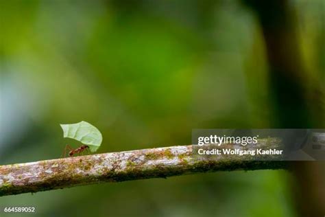 Leafcutter Ant Fungus Photos and Premium High Res Pictures - Getty Images