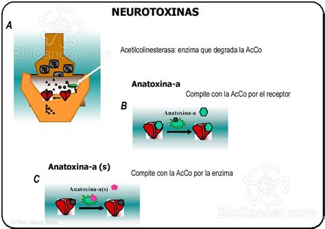 22 Mecanismo De Acción De Algunas Neurotoxinas