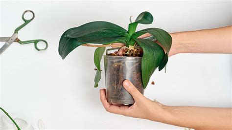 Why Are My Orchid Leaves Curling Easy Guide To Save Orchids