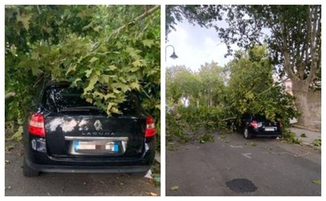 Un Albero Spezzato Dal Vento Cade Su Un Auto In Transito Sfiorata La