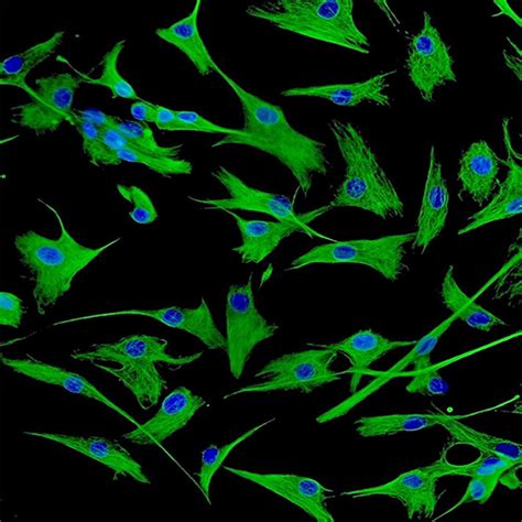 Human Atrial Cardiac Fibroblasts Cells Online