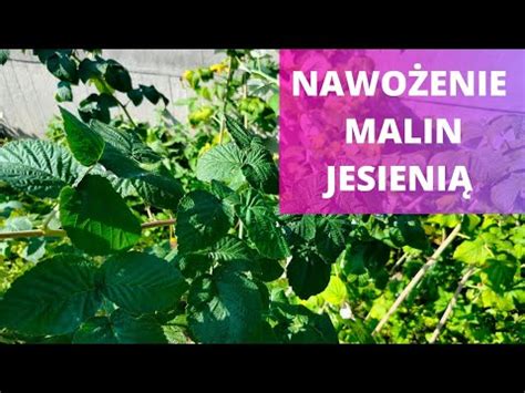 Jak nawozić maliny jesienią Czym nawozić malinę jesienią kiedy