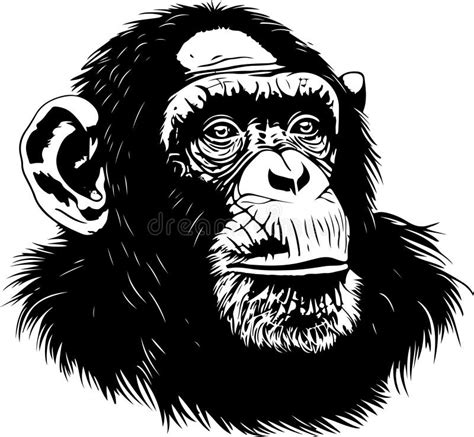 Chimpanzee Chimp Stock Illustrations 12522 Chimpanzee Chimp Stock