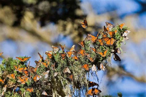 Monarch Butterfly Migration | World's greatest natural wonders