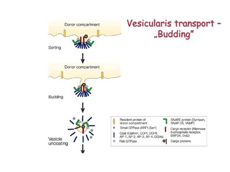 Ppt Vesicular Transport Powerpoint Presentation Free Download Id