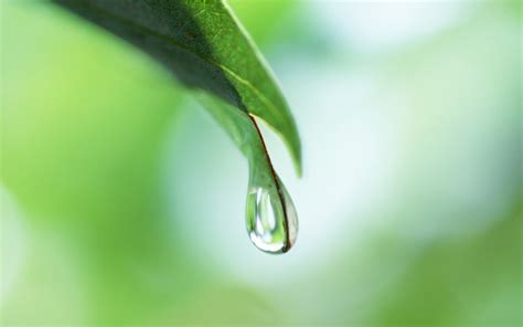 Water droplet on green leaf HD wallpaper | Wallpaper Flare