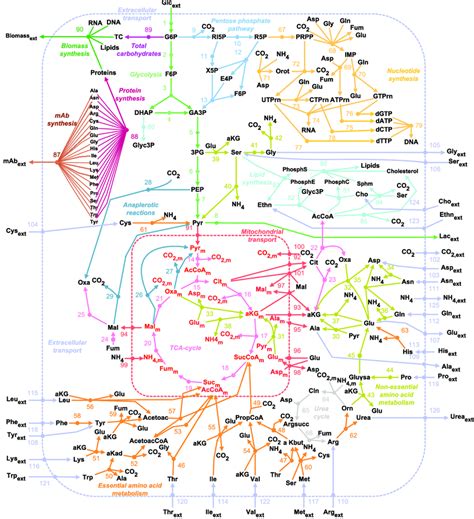 Metabolic Metro Map Essvg Rutas Metabolicas Metabolismo Images And