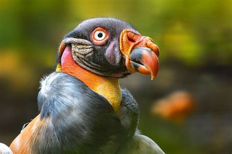 Papa Foto & Bild | deutschland, europe, nordrhein- westfalen Bilder auf ...