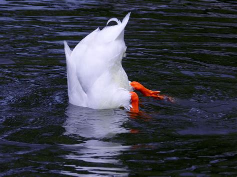 Bottoms Up Water Duck Summer Animal Graphy Hd Wallpaper Peakpx