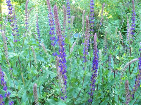 S. sylvestris 'Tanzarin' (seed)a herbaceous perennial with spires of
