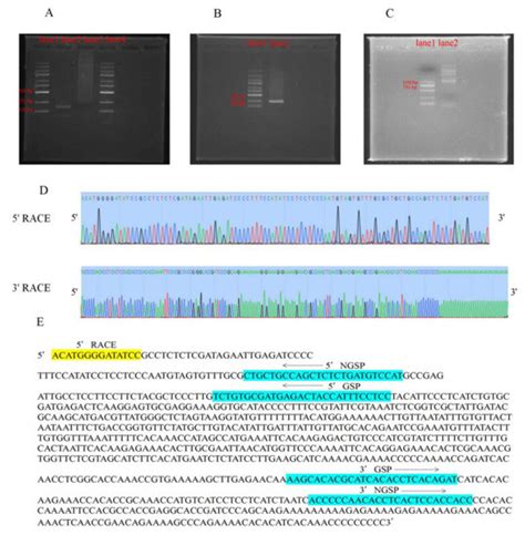 Ijms Free Full Text A Long Noncoding Rna Derived From Lncrna Mrna