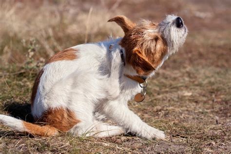 Mon Chien Se Mordille Les Pattes Et Se Gratte Causes Et Que Faire