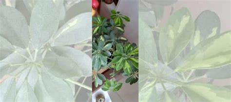 Комнатные цветы шефлера купить в Кемерово | Товары для дома и дачи | Авито