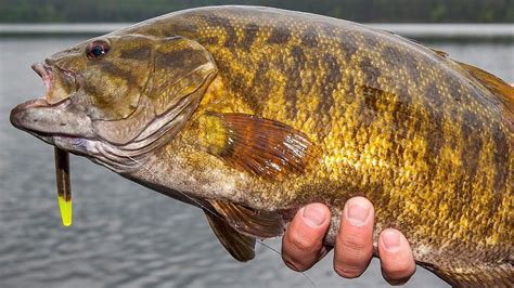 Smallmouth Bass Green Bay Trophy Fishing