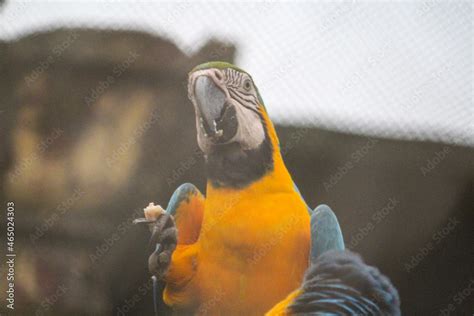 blue and yellow macaw Stock Photo | Adobe Stock