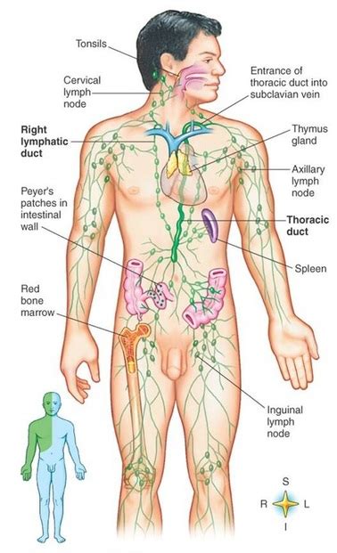 Lymphatic System Organs