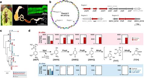 Mep Degrading Genes Are Differentially Expressed In Cultured And