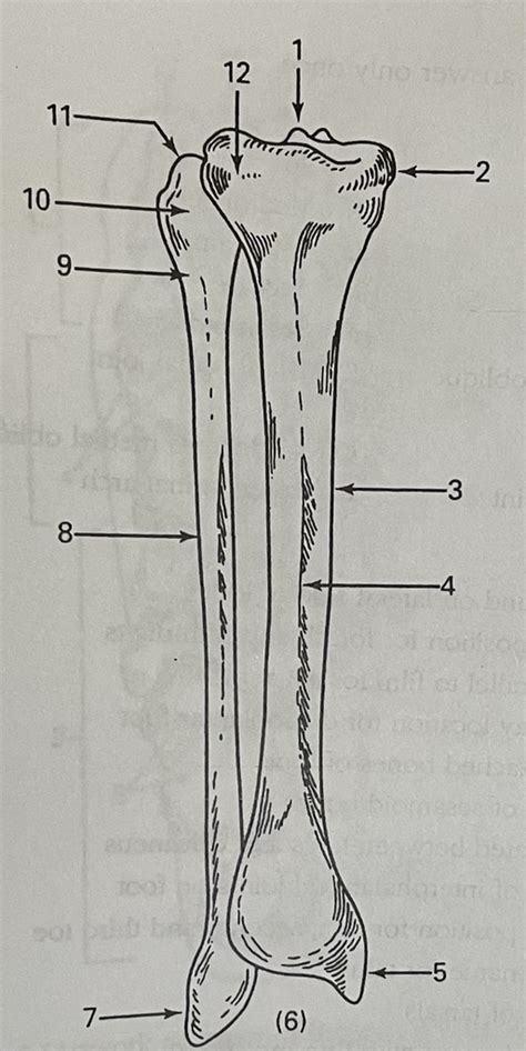 Rt Anatomy Lowers Diagram R Tibia Fibula Anterior View Diagram