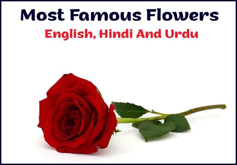 Flowers Names In Urdu And English With Pictures Best Flower Site