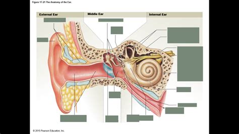 Anatomy Of Ear Diagram Quizlet