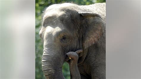 Group calls for ending 'imprisonment' of Bronx Zoo elephant