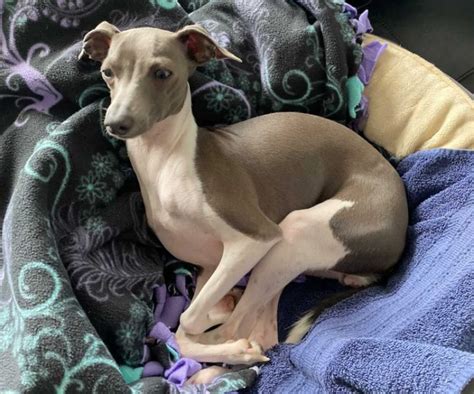 Italian Greyhound Colors: An Overview with the Cutest Photos