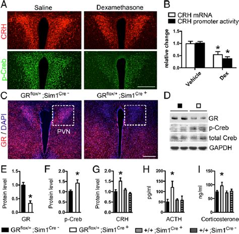 Genetically Reduced Expression Of The Glucocorticoid Receptor In The