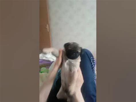 мопс танцует 😜😂 - YouTube