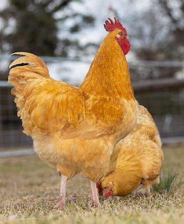 Buff Orpington Rooster And Hen Stock Photo - Download Image Now ...