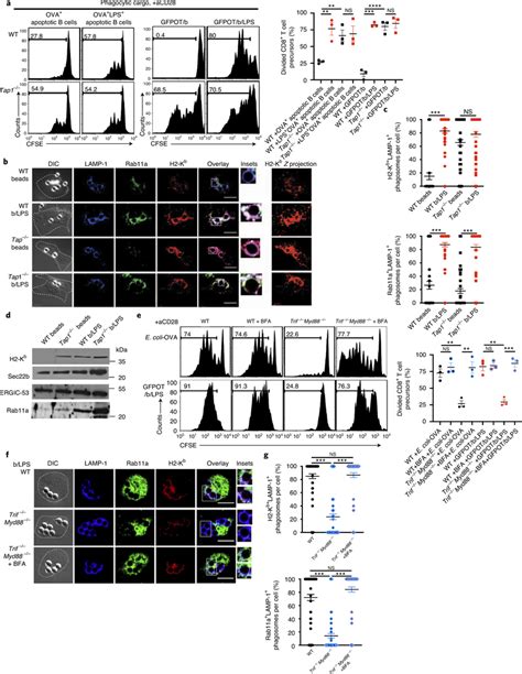 Altered Subcellular Mhc I Localization In The Absence Of Tap Bypasses