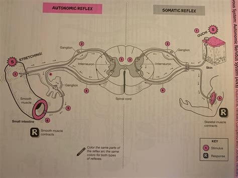 Autonomic Reflexes compared w/ somatic reflexes Diagram | Quizlet