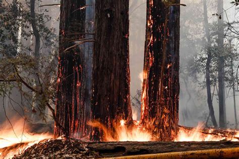 Resilient California Redwoods Survive Park Wildfire