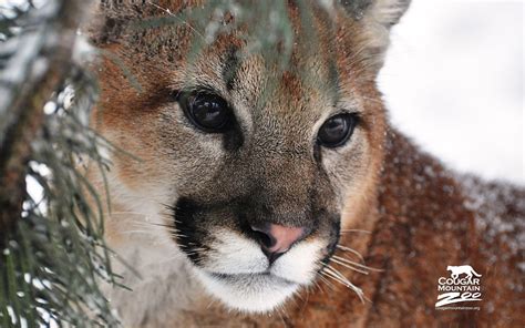 Cougar Wallpapers - Wallpaper Cave