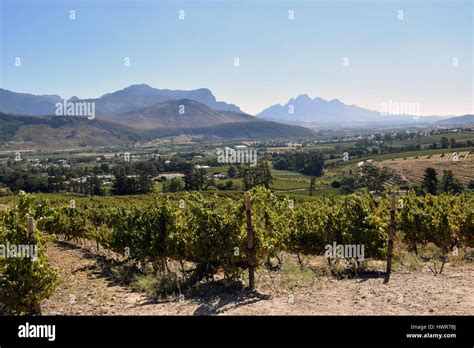 franschhoek south africa vineyard  res stock photography  images
