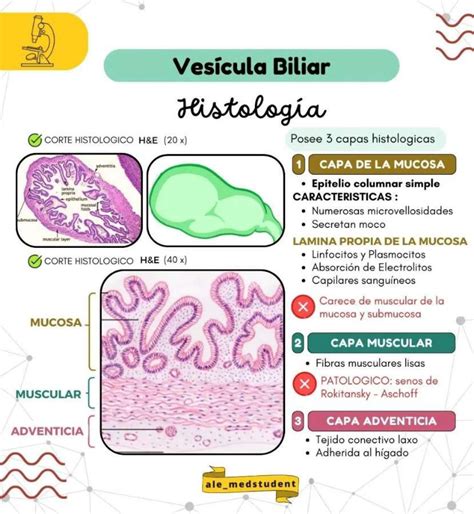 Histologia Da Vesicula Biliar Histología De Hígado Y Vesícula