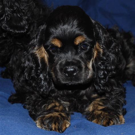 Castlehill Cockers Cocker Spaniel Puppies Cocker Spaniel Spaniel