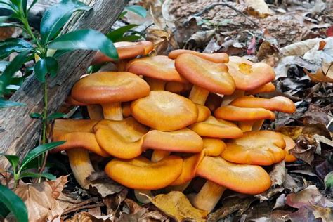 Orange Mushrooms In My Yard Should I Remove Them Gardenia Organic