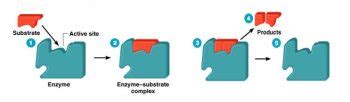 Lab 6. Enzymes – Catalase Function – LWTech General Biology (BIOL&160 ...