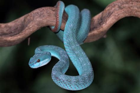 Premium Photo | A blue snake with red eyes is hanging on a branch.