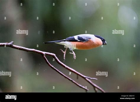 Adult Male Eurasian Bullfinch Pyrrhula Pyrrhula Taking Flight In