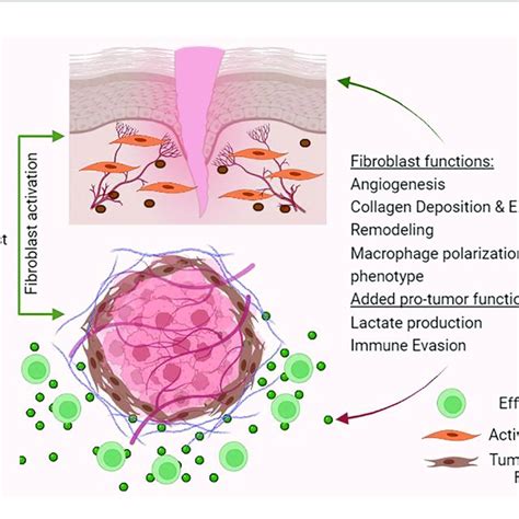 | Fibroblast functions in wound healing and tumour-promoting functions ...