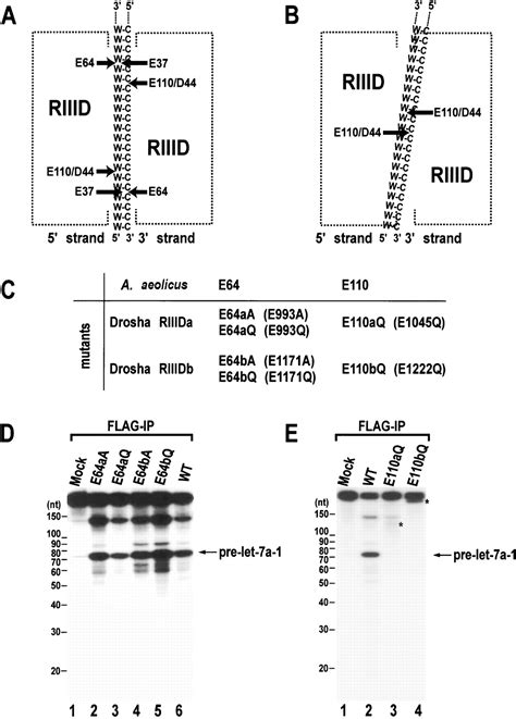 The Drosha DGCR8 Complex In Primary MicroRNA Processing