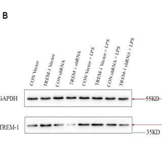 Lps Induced Hk Cell Apoptosis Was Mediated By Trem Hk Cells Were