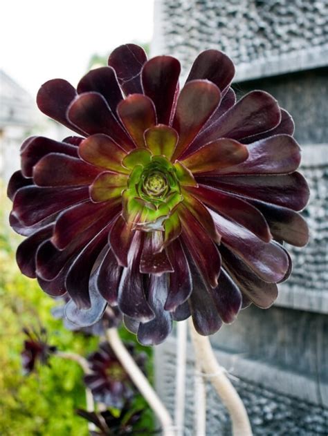 How To Grow Care For Aeonium Succulents Agriculture Review