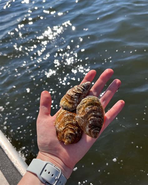 Friends of Bellport Bay- Fobb - Home