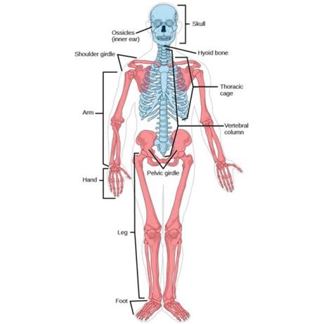 Appendicular Skeleton Diagram