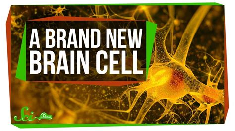 A Brand New Type Of Brain Cell SciShow News YouTube