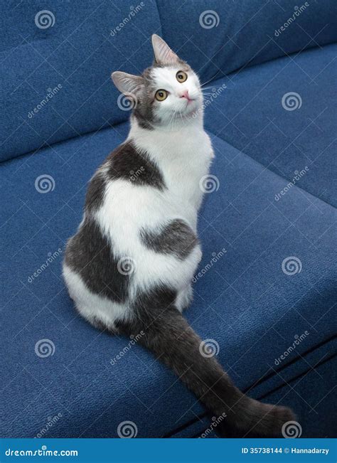 White Kitten with Gray Spots Sitting on Blue Couch Stock Photo - Image