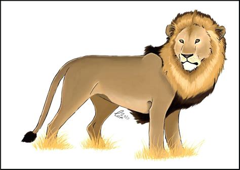 Lion Colour Drawing Images - Goimages Insight