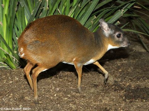 Royal antelope - Alchetron, The Free Social Encyclopedia